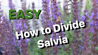 How to Split or Divide Salvia [upl. by Ahsitneuq]