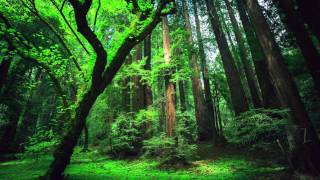 Peru Amazon Ayahuasca Shamanic Songs [upl. by Nallad]