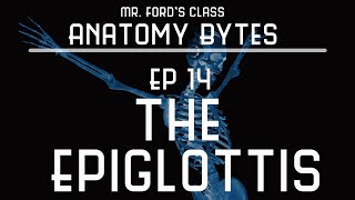 Epiglottis  Ep 14 Anatomy Bytes [upl. by Icyak]