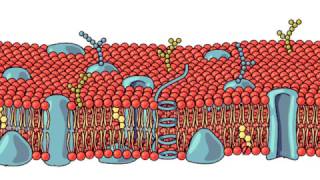La membrana cellulare [upl. by Attolrac]