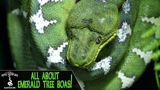 EMERALD TREE BOAS Everything youve always wanted to know [upl. by Zachariah964]