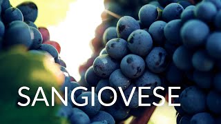 All About SANGIOVESE [upl. by Aneeb]