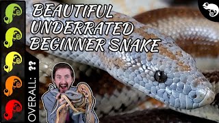 Rosy Boa The Best Pet Snake [upl. by Thorman50]