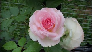 Romantic Eden Rose  Rosa “Pierre de Ronsard” Climbing Rose first blooms [upl. by Naiviv152]