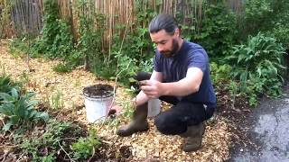 Hardy Kiwi  Easy Propagation Technique [upl. by Meehan]