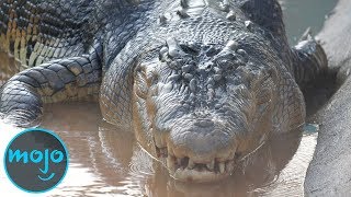 Top 10 Largest Reptiles [upl. by Lalita693]