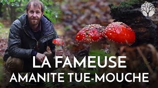 Lamanite tuemouches  belle avec toxicité [upl. by Fredenburg]