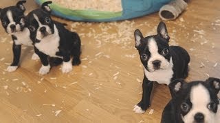 Boston Terrier Puppies  Week 6 [upl. by Ahsaetan]