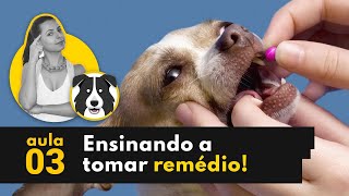 Como dar medicação para o cão  Cachorro não quer tomar remédio [upl. by Otes]