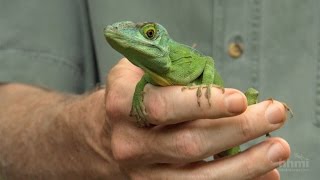 The Phylogenetic Tree of Anole Lizards — HHMI BioInteractive Video [upl. by Candie601]