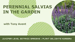 Perennial Salvias at Plant Delights Nursery [upl. by Benisch]