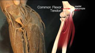 Forearm Flexor Compartment Superficial Muscles  Anatomy Tutorial [upl. by Zoba]