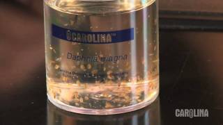 How to Care for Daphnia [upl. by Lohman852]