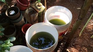 How to grow Green Water Algae [upl. by Rame]