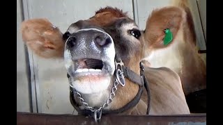 AWESOME MOOING COWS  Compilation  38 MINUTES [upl. by Odnamra561]