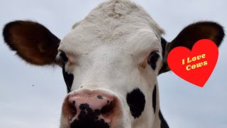 COW VIDEOS COWS MOOING HOLSTEIN DAIRY COW [upl. by Tolmann]