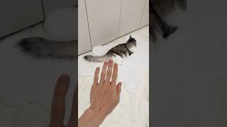 My cats revenge for Mosquito prank cat prank shorts [upl. by Neraa]