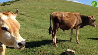 BEAUTIFUL COW VIDEO  COWS GRAZING amp MOOING  Cow Video [upl. by Whitaker]