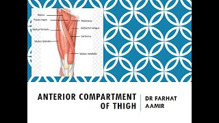 Anterior Compartment of Thigh Anatomy [upl. by Nickie]