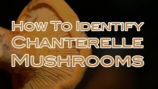 How To Identify Chanterelle Mushrooms [upl. by Aimas29]