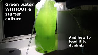 Green Water WITHOUT a Starter Culture  From Scratch  How To [upl. by Aneehsit299]