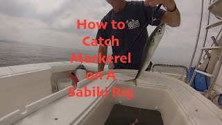 How to Catch Mackerel on a Sabiki Rig [upl. by Crispin568]