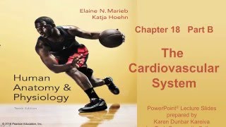 Anatomy and Physiology Chapter 18 Part B Lecture The Cardiovascular System [upl. by Erej792]