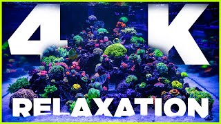 4K Reef Aquarium Relaxation amp Chill 4 HoursWorld Wide Corals [upl. by Vanya221]