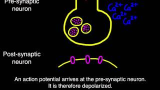 65 Transmission across a synapse [upl. by Notfol]