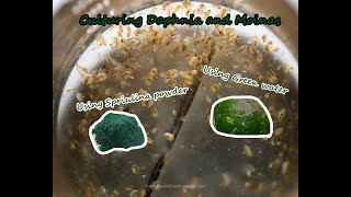 How To Culture Daphnia and Moinas using Green Water Spirulina powder [upl. by Karrie]