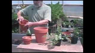 Repotting Salvias The basics [upl. by Arutak]