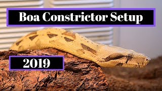 Boa Constrictor Setup  How To Guide [upl. by Stenger]