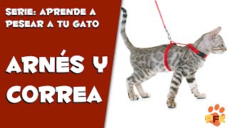 CÓMO PASEAR A TU GATO  SACAR TU GATO CON ARNÉS Y CORREA  PETS FAMILY KIDS [upl. by Inneg]