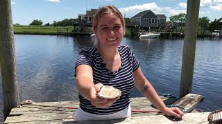 Maxwell Shellfish How to Shuck Clams amp Oysters [upl. by Adelaida950]