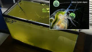 Raising Daphnia for the Freshwater Aquarium [upl. by Luebke]