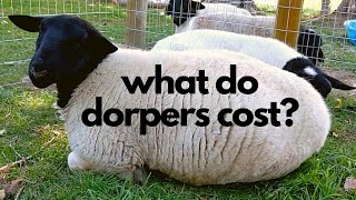 How Much Do Dorper Sheep Cost [upl. by Annatnas478]