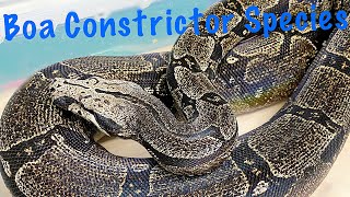 Get to Know Your Boa Constrictor Species [upl. by Atinev673]