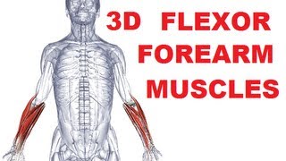 Forearm Muscles Anatomy  Anterior Compartment Flexors Part 1 [upl. by Anilet534]