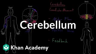 Cerebellum  Organ Systems  MCAT  Khan Academy [upl. by Eillim]