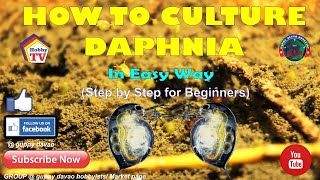 HOW TO CULTURE DAPHNIA In Easy Way [upl. by Theresita480]