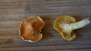 Chanterelle vs False Chanterelle [upl. by Yllom705]