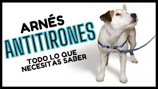 🏅 Arnés AntiTirones para Perros ¡GUÍA PASO A PASO  Easy Walk [upl. by Forlini868]