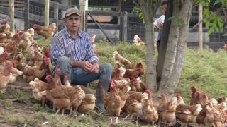 Beneficios del sistema gallina feliz  La Finca de Hoy [upl. by Llien]