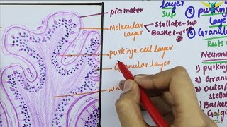 Histology of CEREBELLAR CORTEX [upl. by Ott]